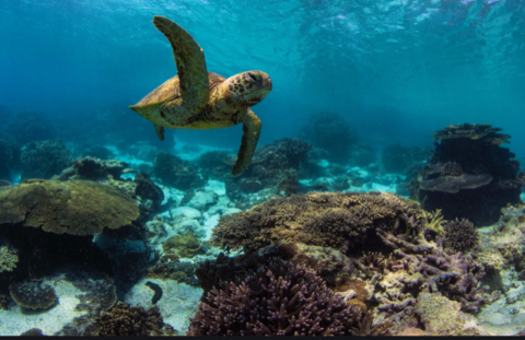 Maui Sea Scooter Snorkeling | Eco Sea Scooter Snorkeling Academy